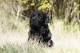 LABRADOR 747